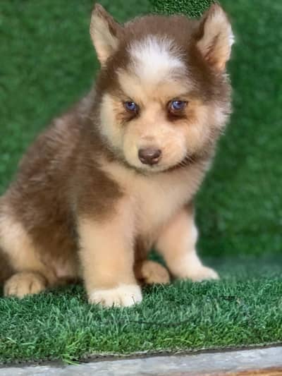 top quality husky pups available