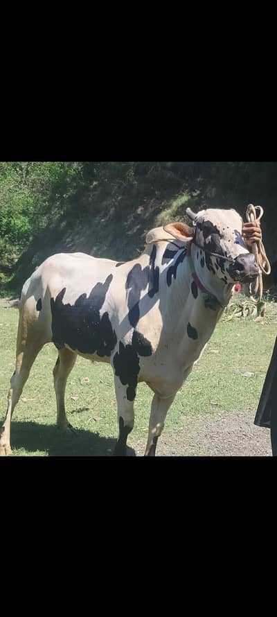 King of Paswal bull name Bakra Eid