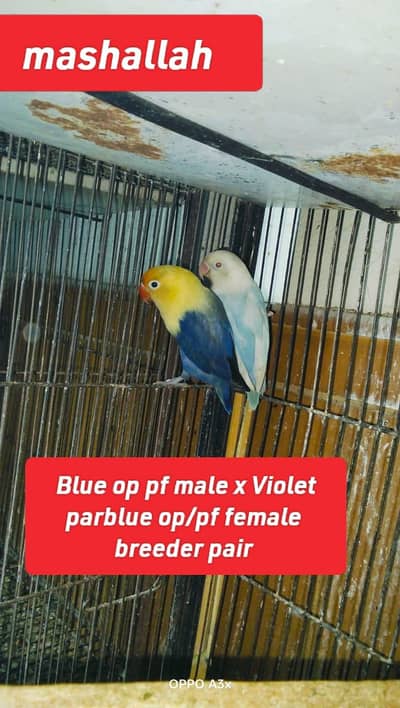 blue op pf male x violet parblue opaline/pf female