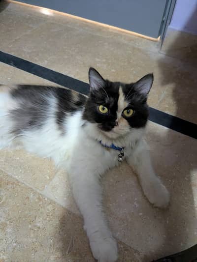 Calico color breed Persian mix