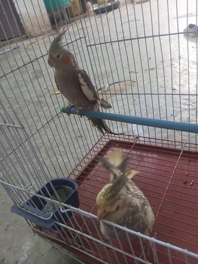 parrot for sale