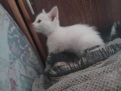 Turkish angora kitten
