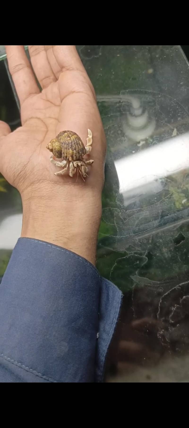Hermit crab 0