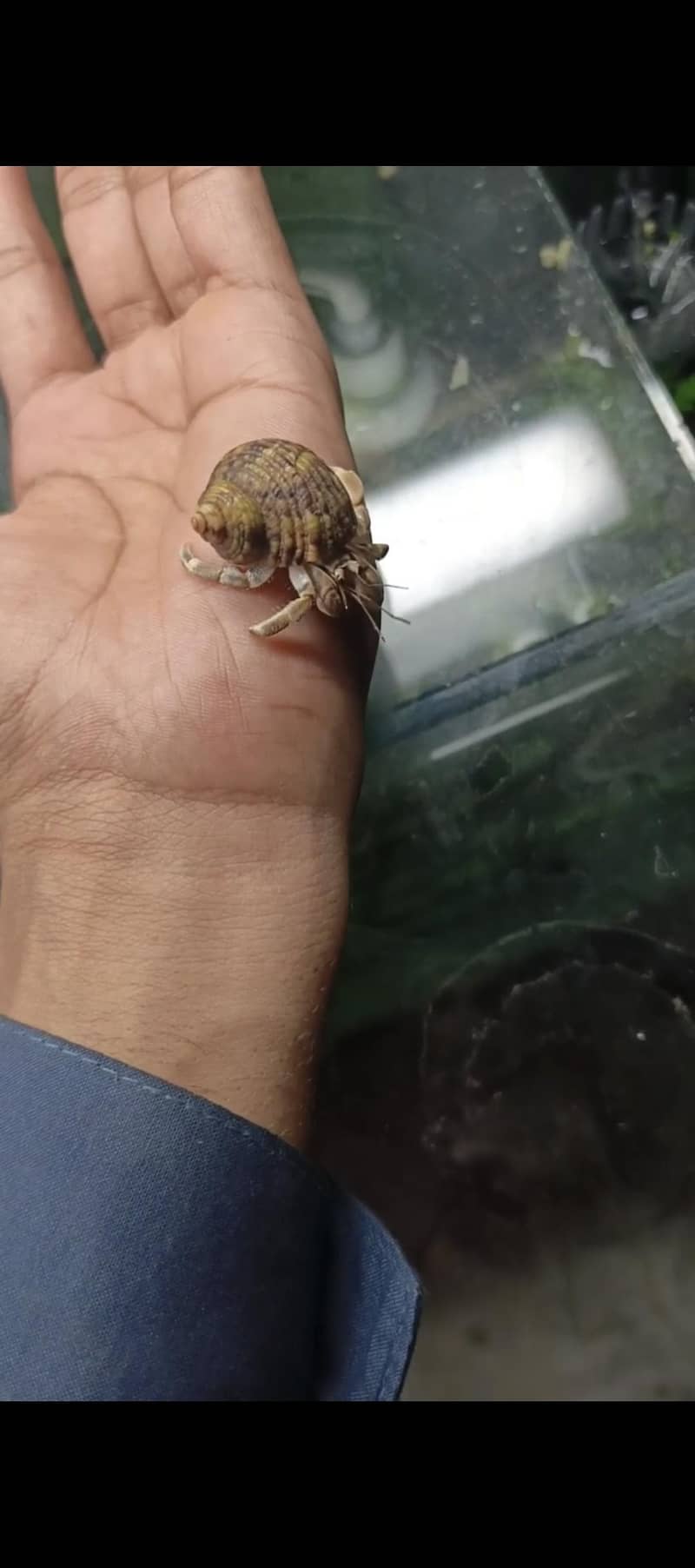 Hermit crab 1