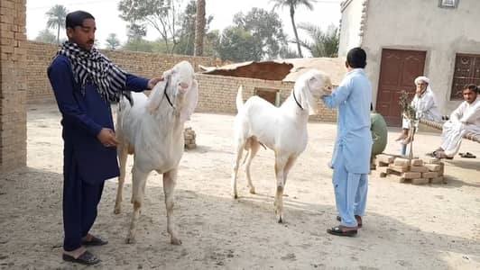 2 Bakre Urgent For Sale _ 0370=4815728