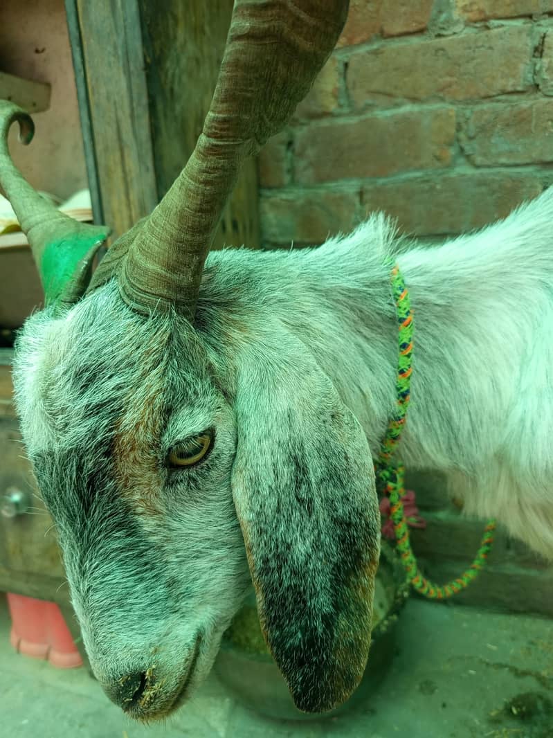 Pahari Bakra 0