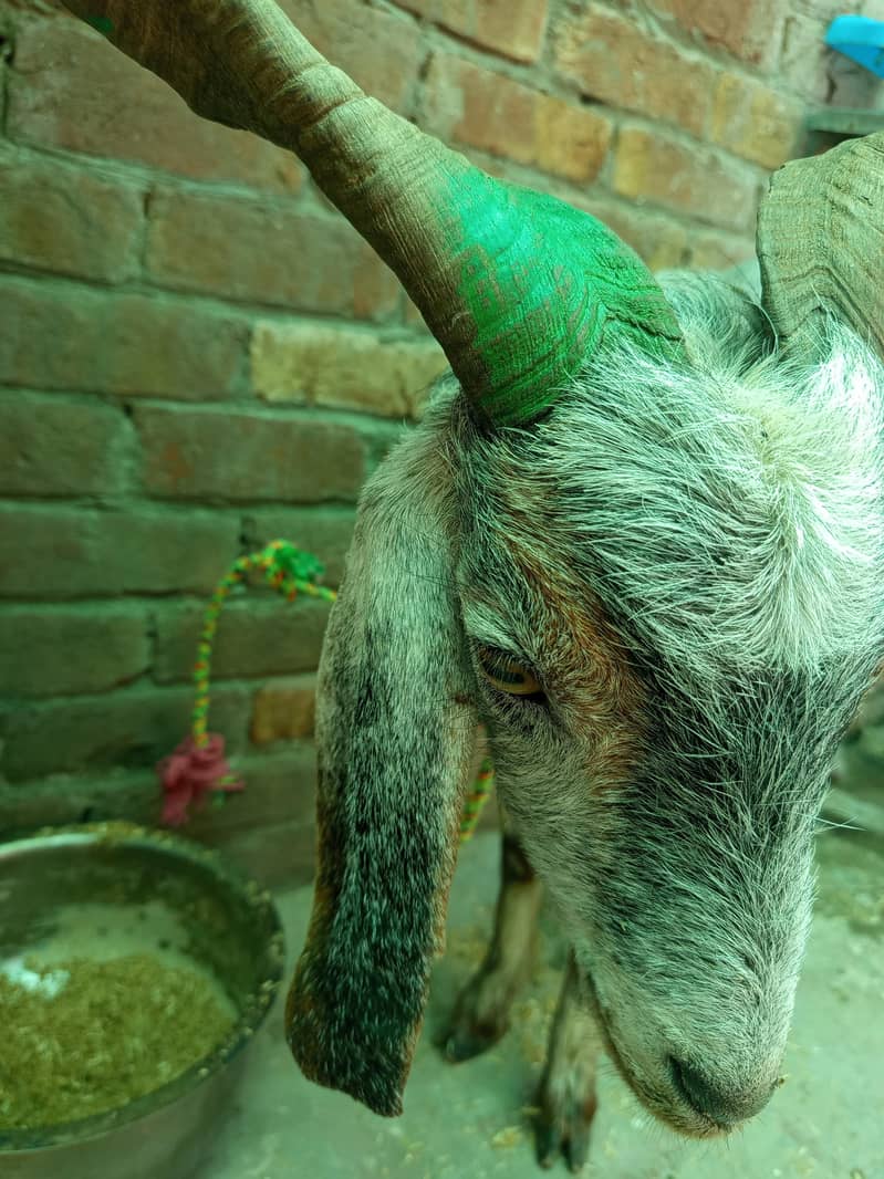 Pahari Bakra 1