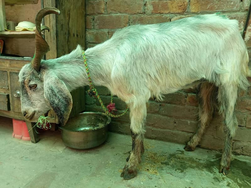 Pahari Bakra 5