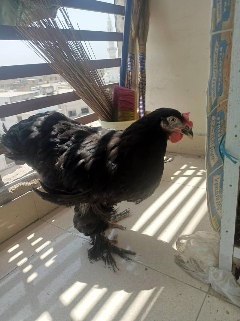 Fancy hens 0