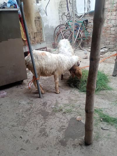 goat baqra