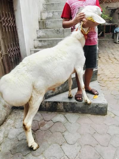 Dunba For Qurbani  Ghr Ka Pala HOA Bilkul Munasib Rate Par