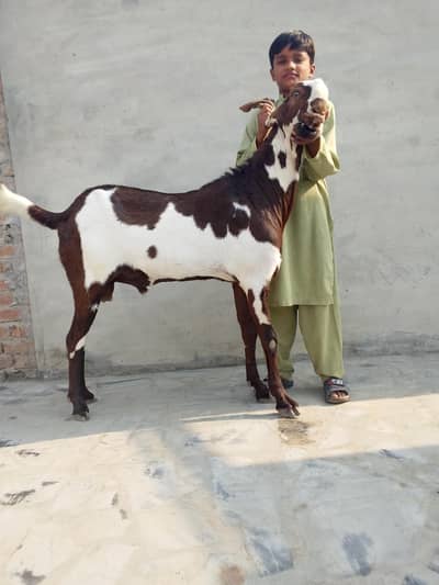 qurbani wala bakra 2 dant rabta number 03064632617
