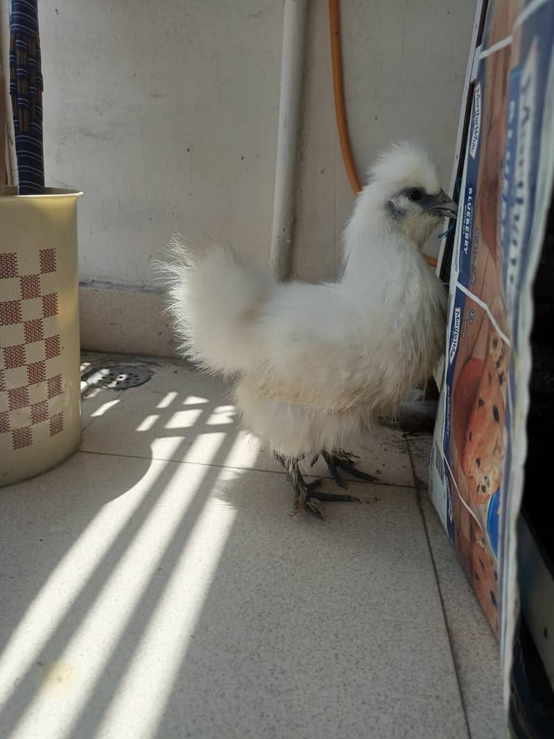 Fancy hens 1