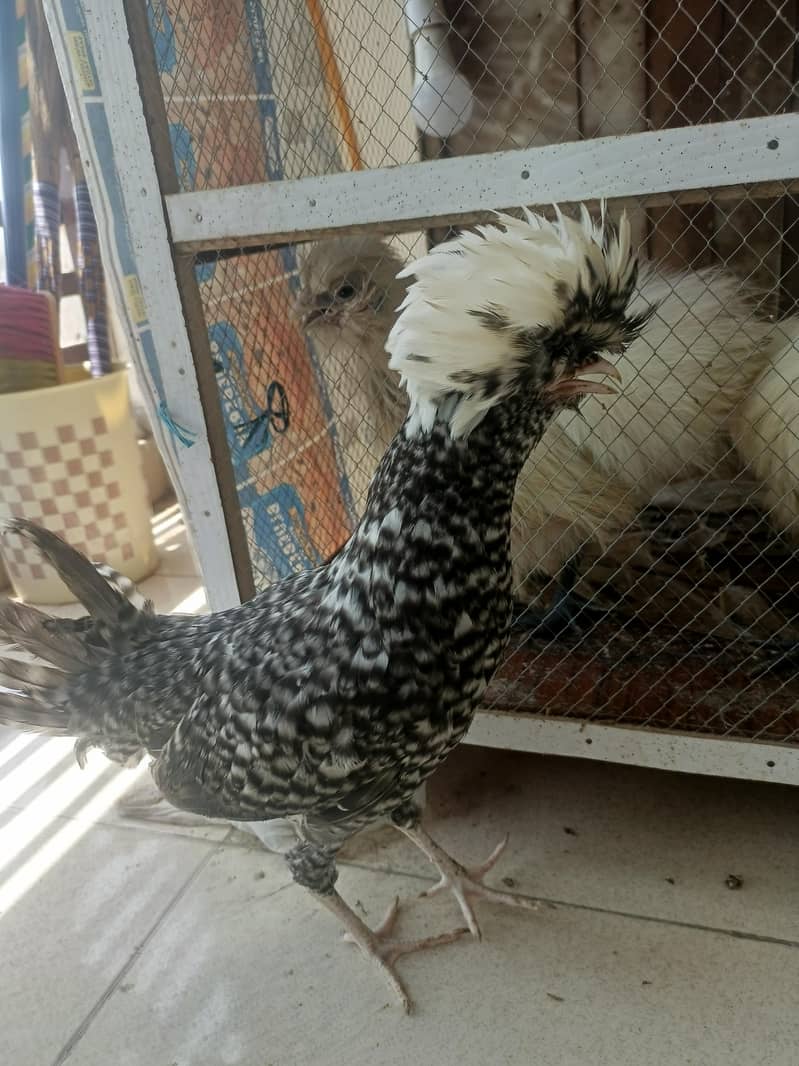 Fancy hens 2