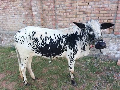 Khubsurat Female Bachri For Sale