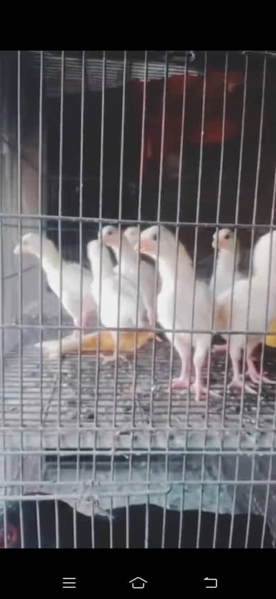 heera aseel chicks 3 month 03324997411