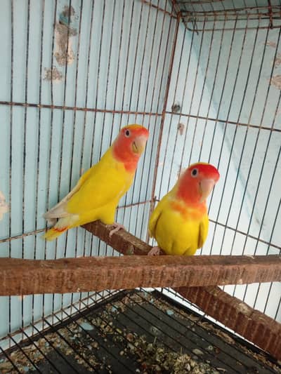 200% breeder pair