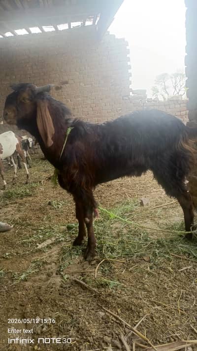 bakra by seellll