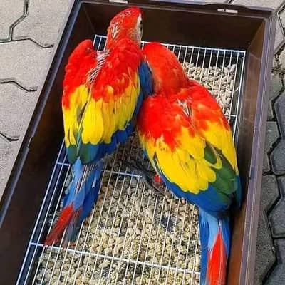 red macaw parrot only WhatsApp 03359075409