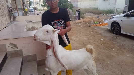 Goat / Bakri / Gulabi White Bakri / Gulabi goat / بکری / Healthy Goats