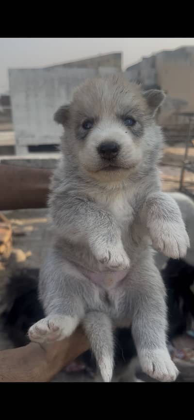 Pure Siberian Husky Puppies – Healthy Home Raised (6 Available)