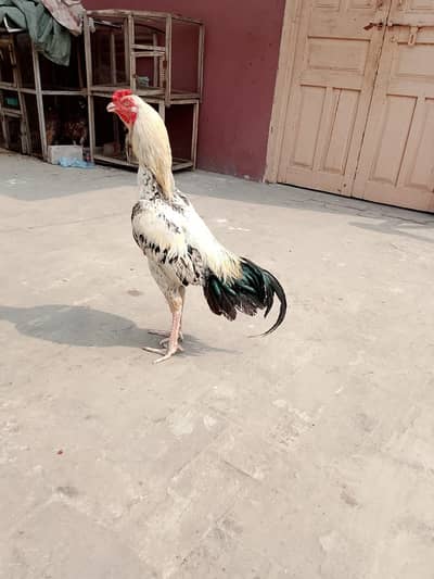 jawa patha urgent sale chutki ma laga huwa