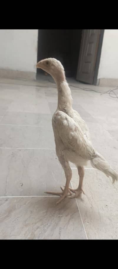 White shamo 5k only