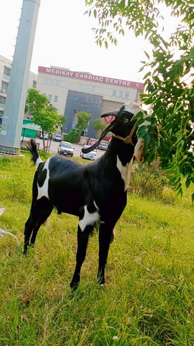 2 Dant Home Breed