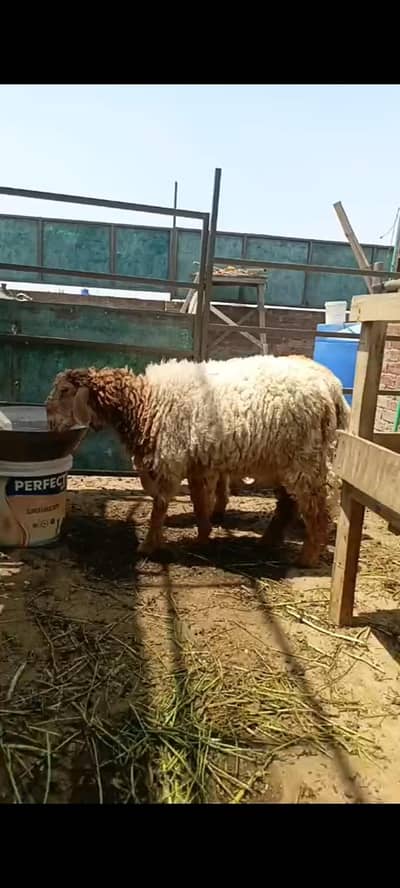 goat qurbani