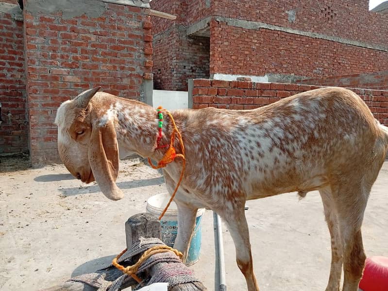 Bakra 0