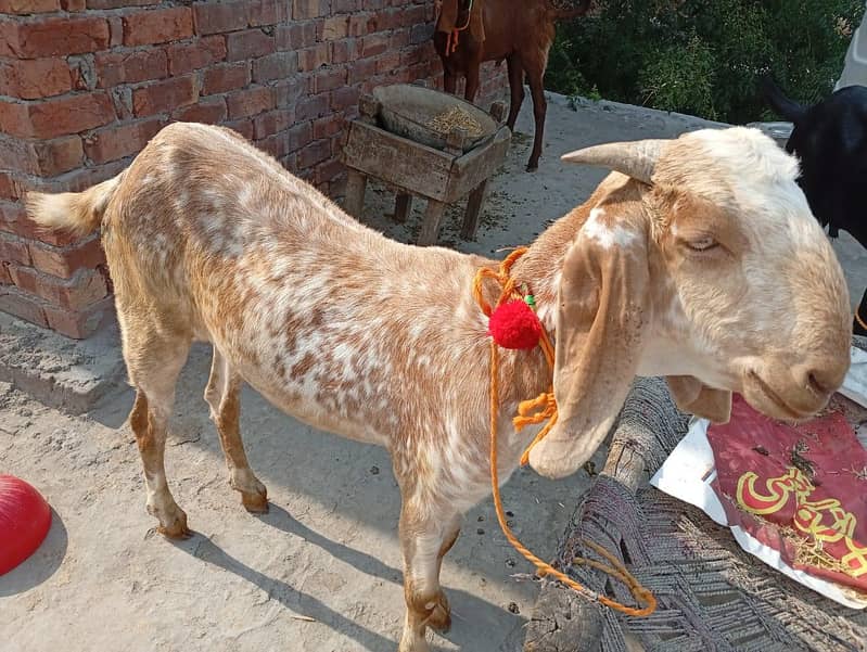 Bakra 1