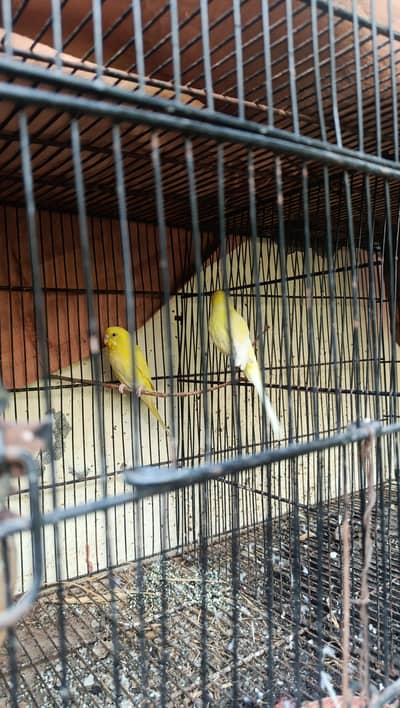4 Budgie pair available in wah