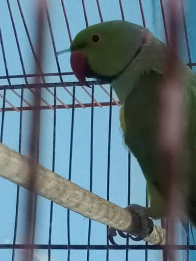 talking ring neck male