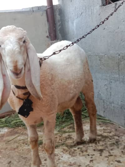 Larkana dumba for sell 03173889475