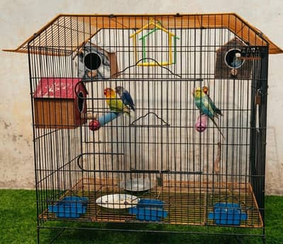 Healthy Parrot for Sale