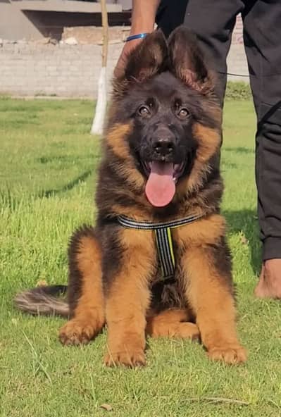 German Shepherd Puppies WhatsApp03055534678