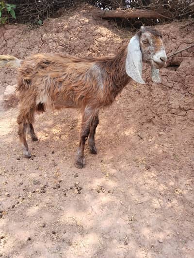 5 Month Beetal Mix Bakra For Sale – Healthy & Active