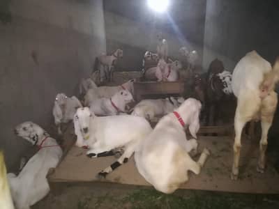 Goat for sell donda