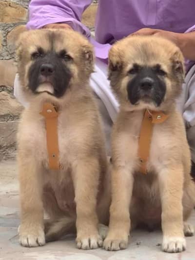 King kurdish kangaal pair pure breed security dog 2months for sale