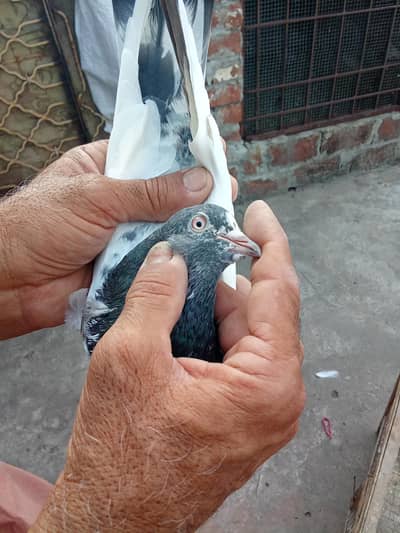 different pigeon