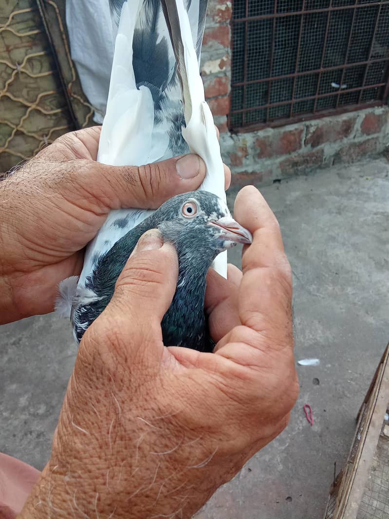 different pigeon 1