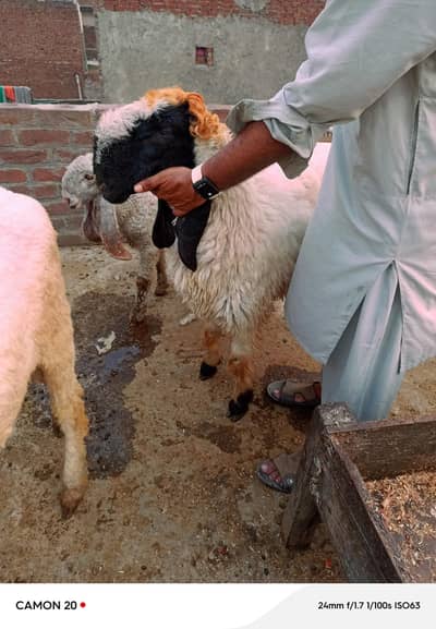 qurbani k lie chatra available  0306/50/77/161