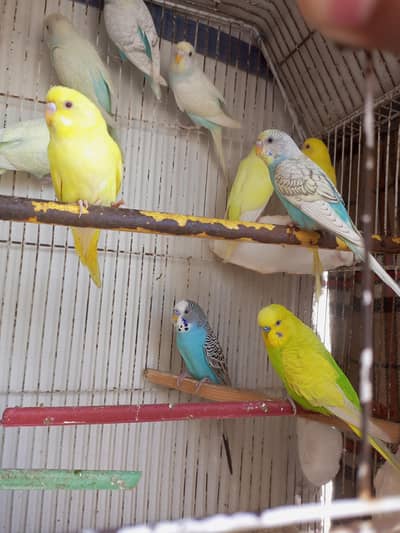 Mix budgies