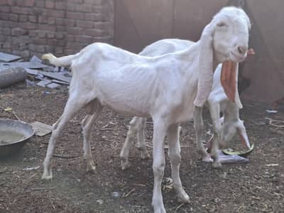 rajan puri 1 bakri 2 bakri total  3 hain
