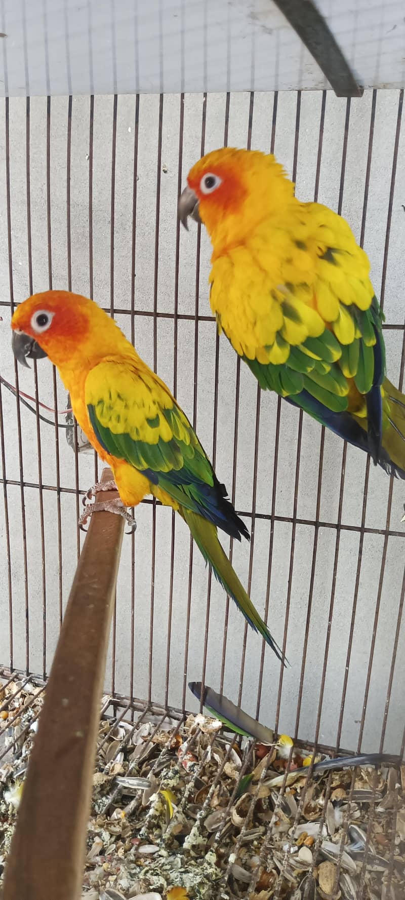 sun Conor breeder pair 0