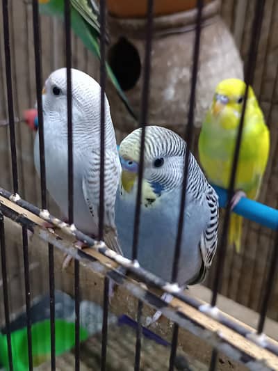 possible black wing young/breeder budgies pathy available (Australian)