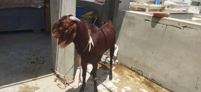 desi bakra urgent for sale