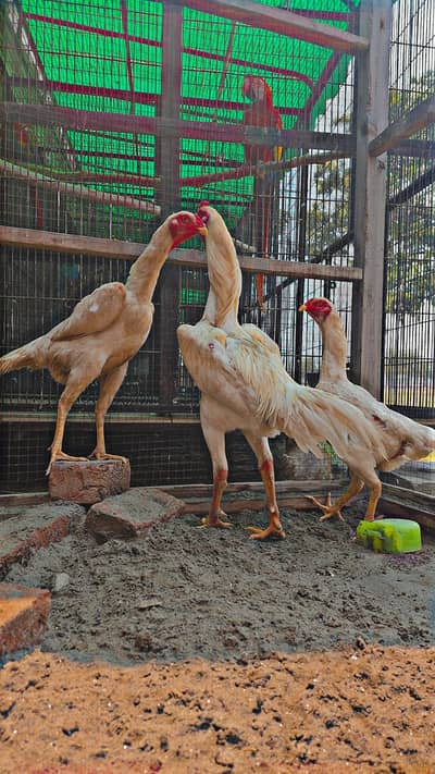 pure aseel shamo trio|king size white shamo chicks|shamo egg|quality