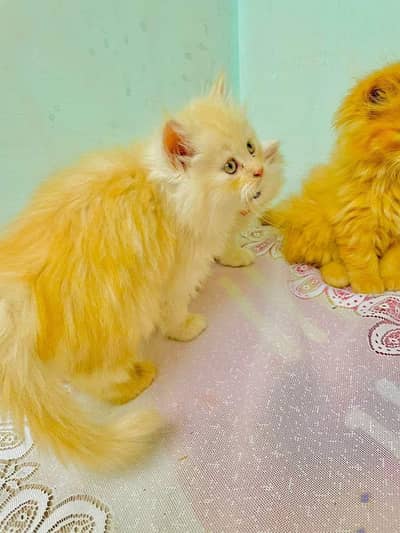 Persian Kittens | Cats | Kittens High Quality Available