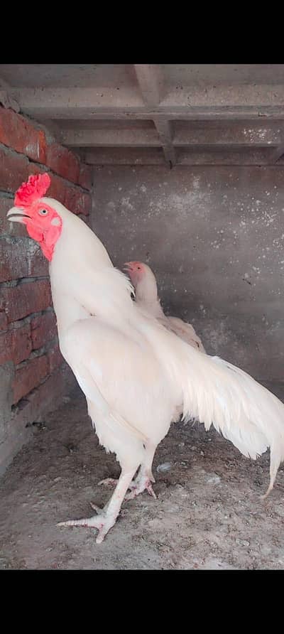 high quality heera breeder